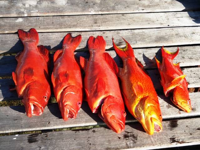 Nice Coral & Corronation Trout