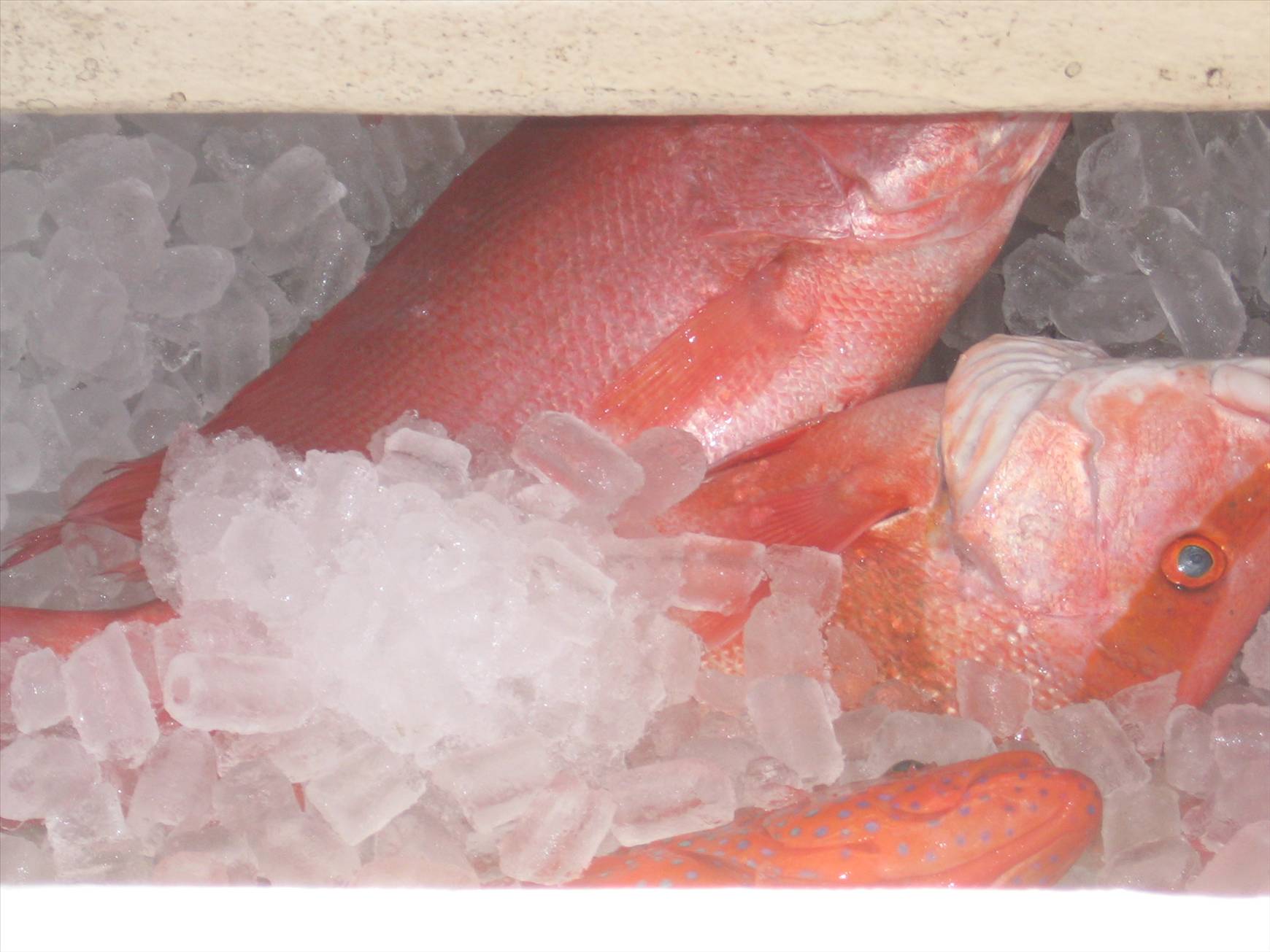 Allan & James as long as its red