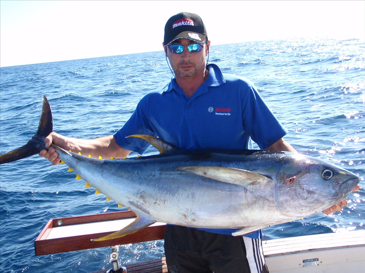 yellow fin tuna