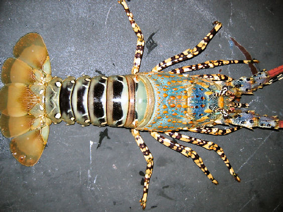 Rainbow cray at Mud Island