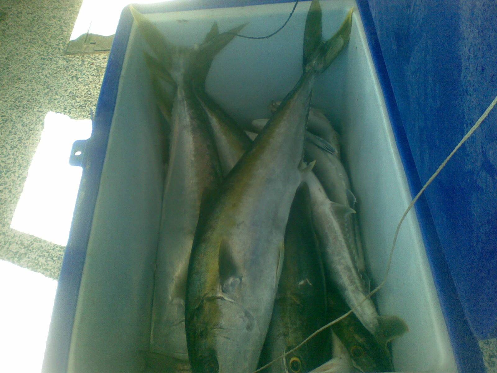 Playing with Kingeys!