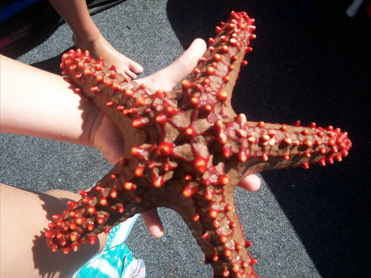 Black Marlin wider than the boat