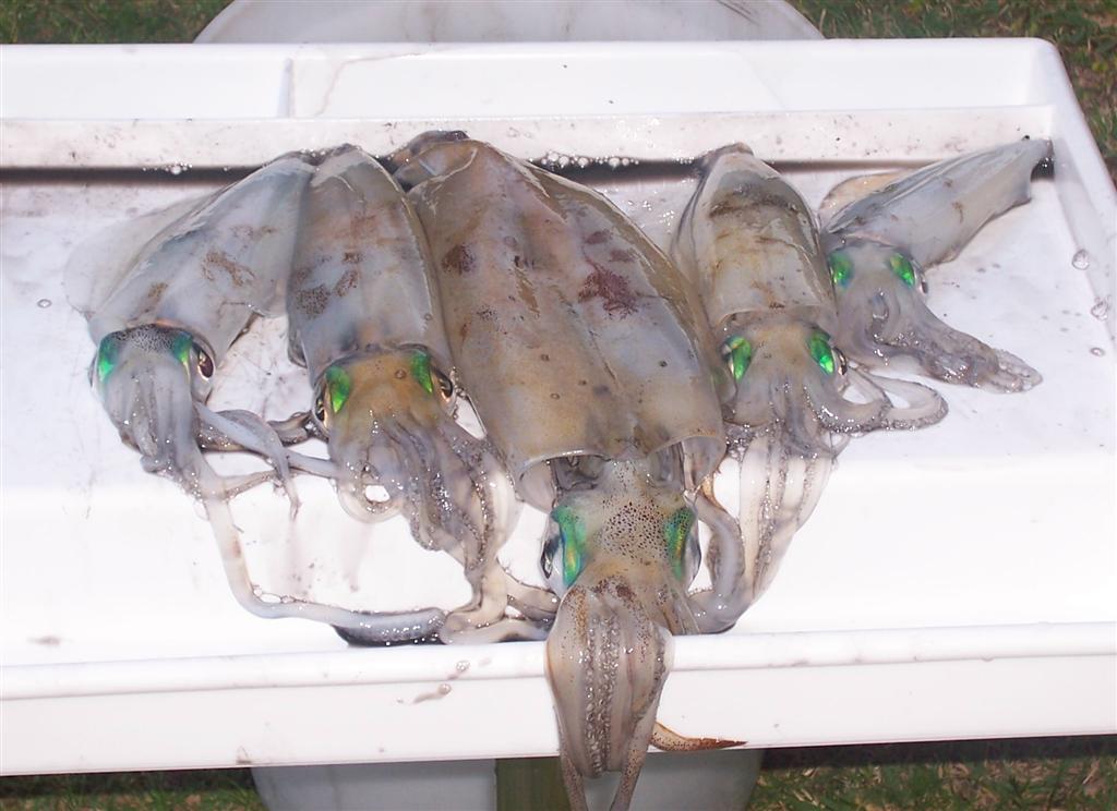 squid "  dad in the middle