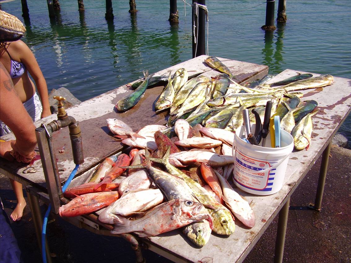 Great mornings catch