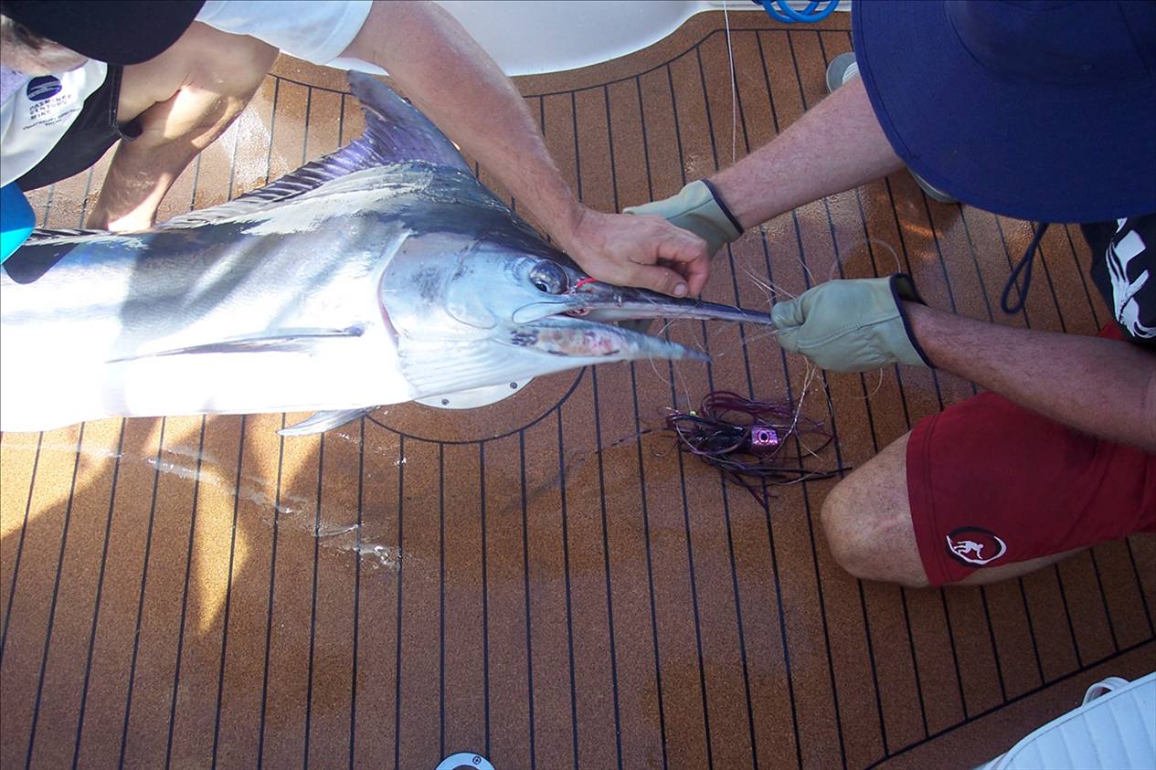 Black Marlin QLD