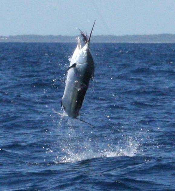 Black Marlin 