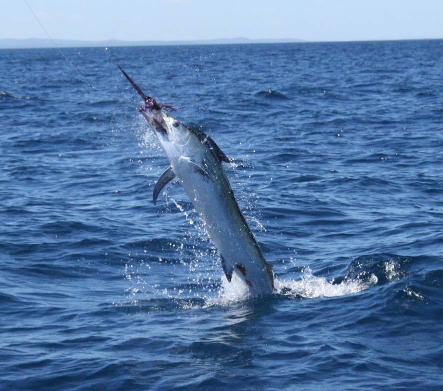 Black Marlin 