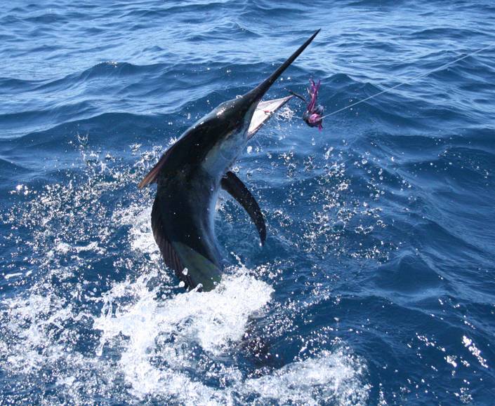 Black Marlin 
