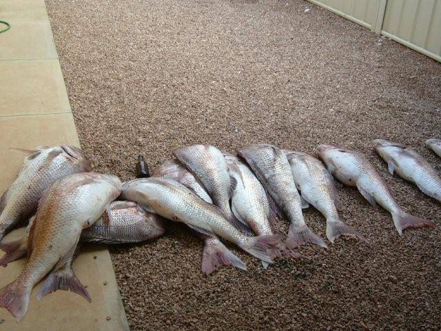 19.5kg snapper caught off Wallaroo SA