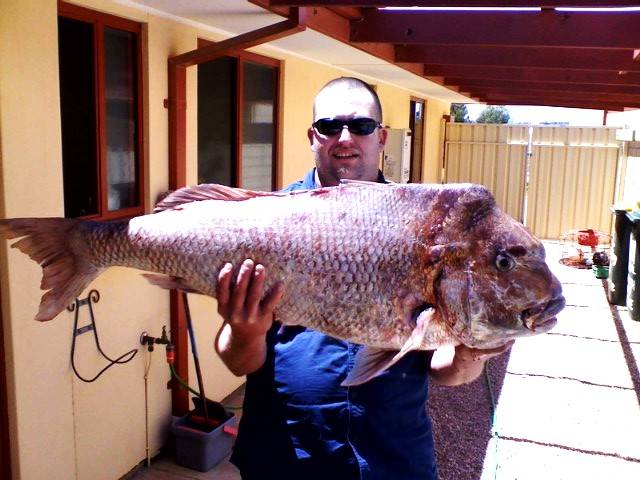 19.5kg snapper caught off Wallaroo SA