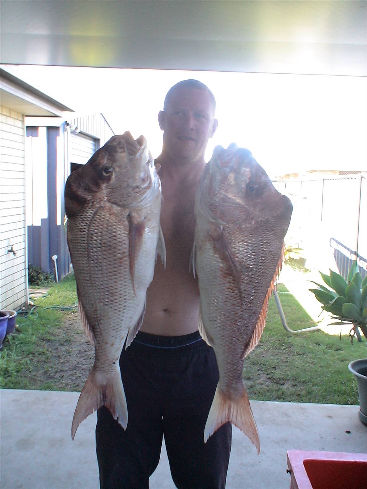 not bad for moreton bay snapper