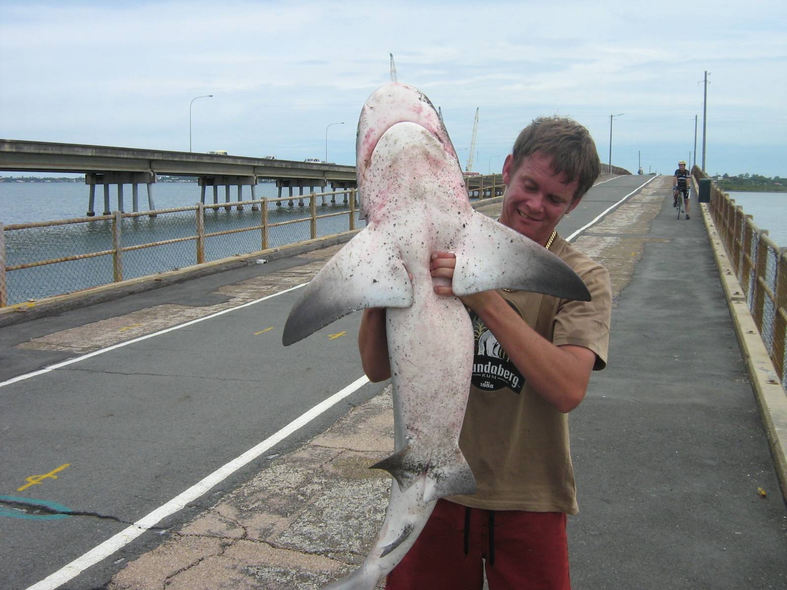 pine river bull shaark