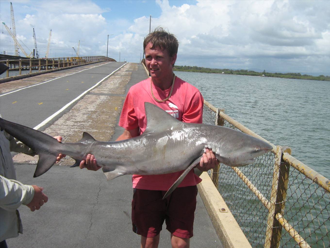 pine river bull shaark