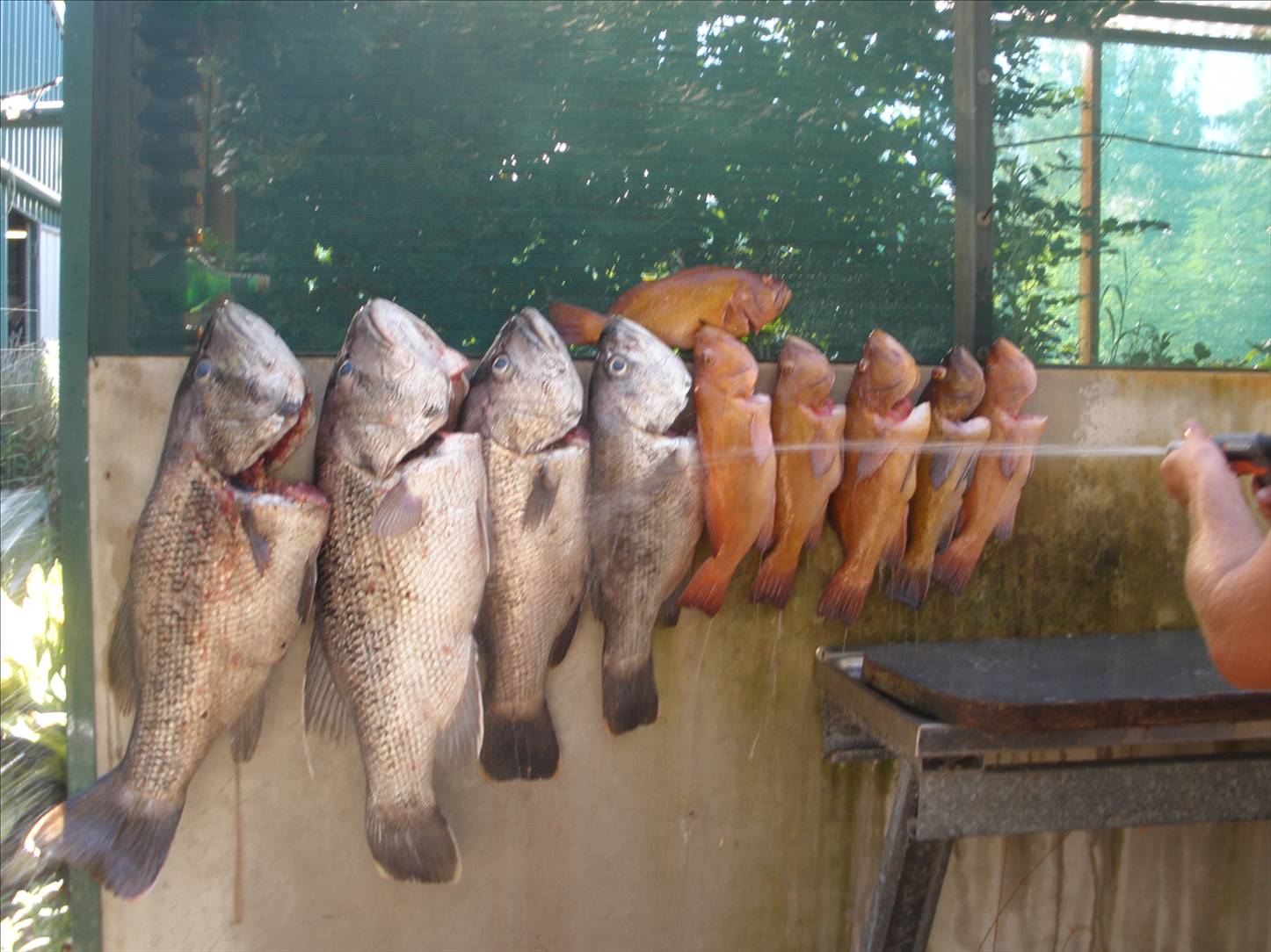 good days fishing off bunbury