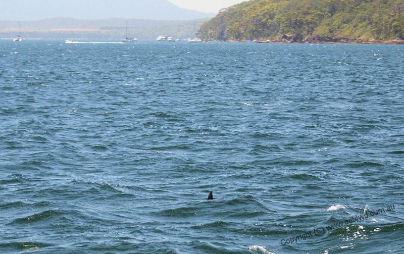 Pack of hammerheads in Lake Macquarie