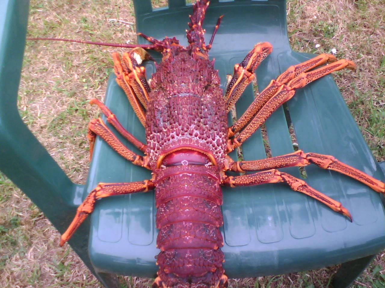 Crayfishing at Granville