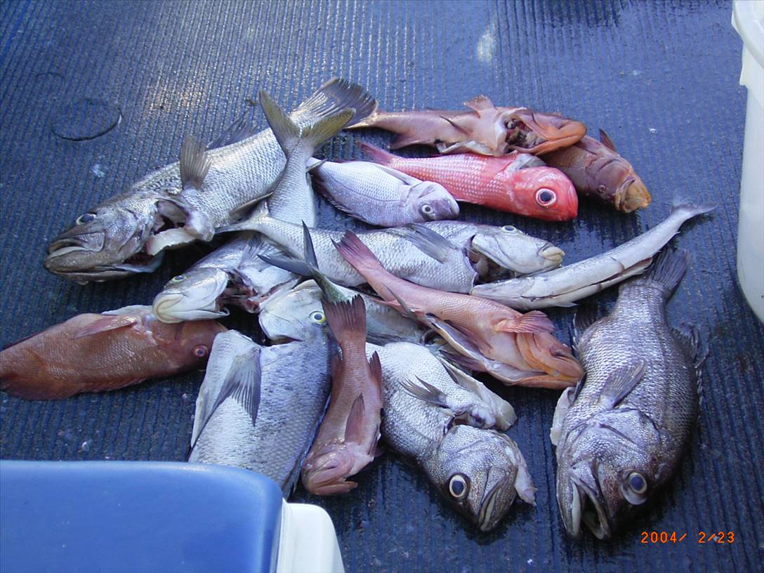 A good days fishing for all on board Feb 2004