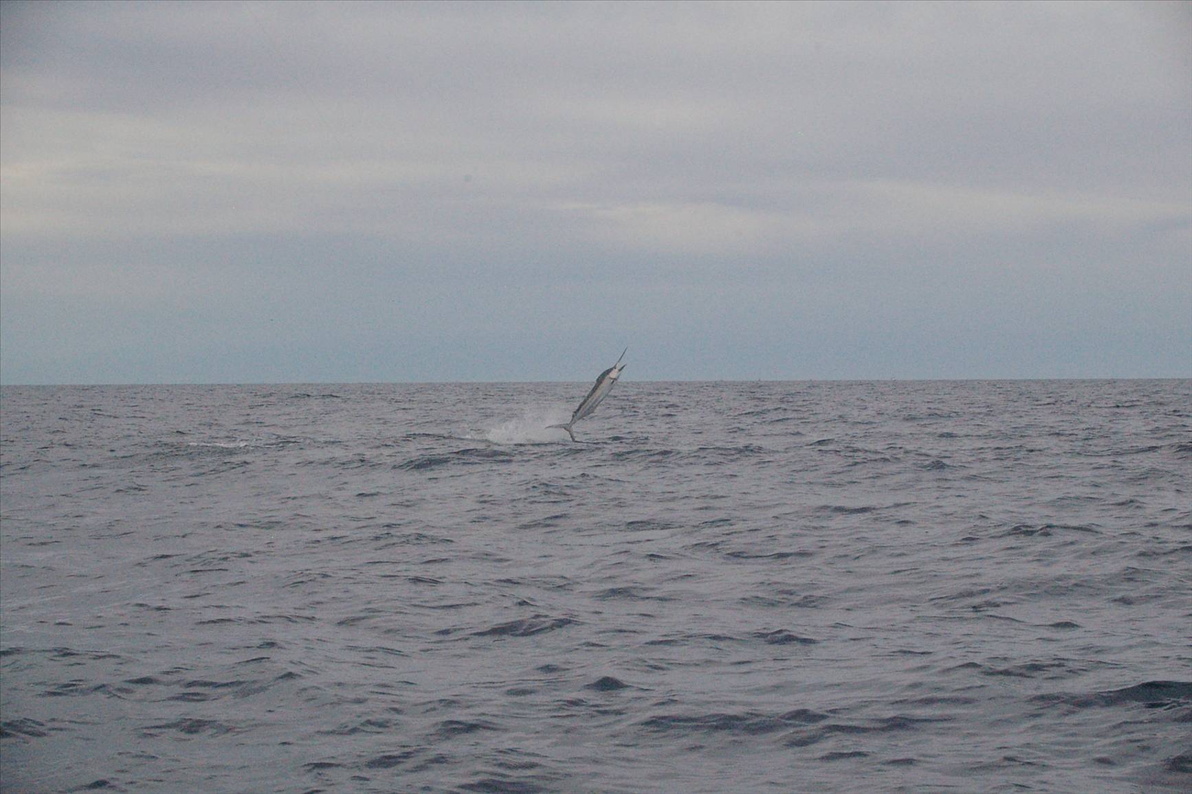 Sloney's Little black