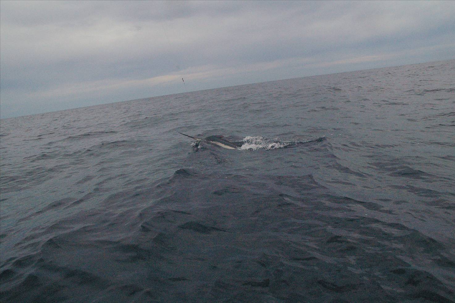 Sloney's Little black