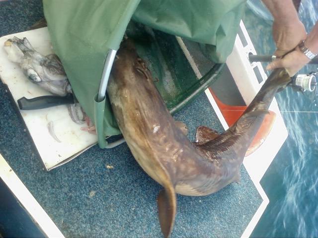 womby - realeased to big to eat