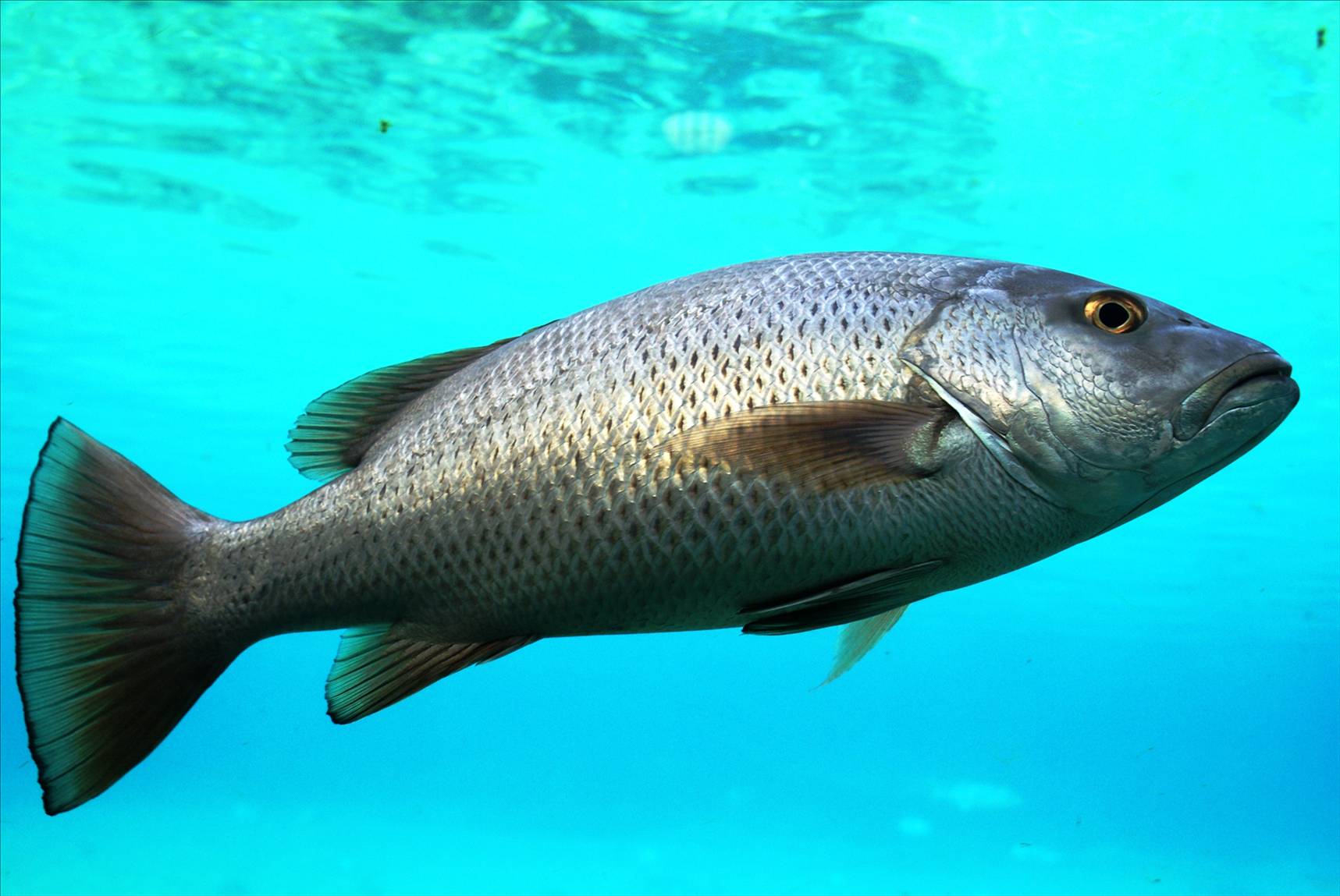 Decent jack in the big tank at Seaworld