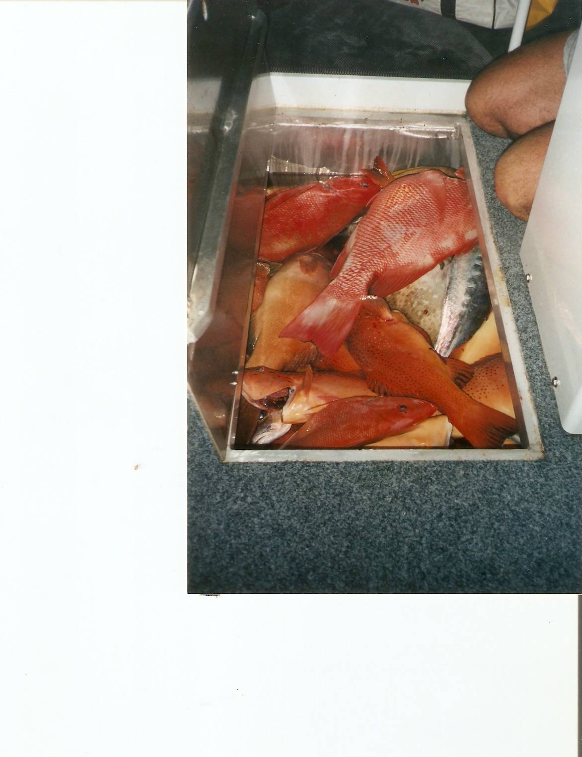 mix bag in kill tank