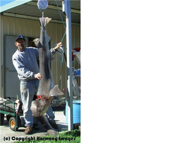 Benny has done it again fish