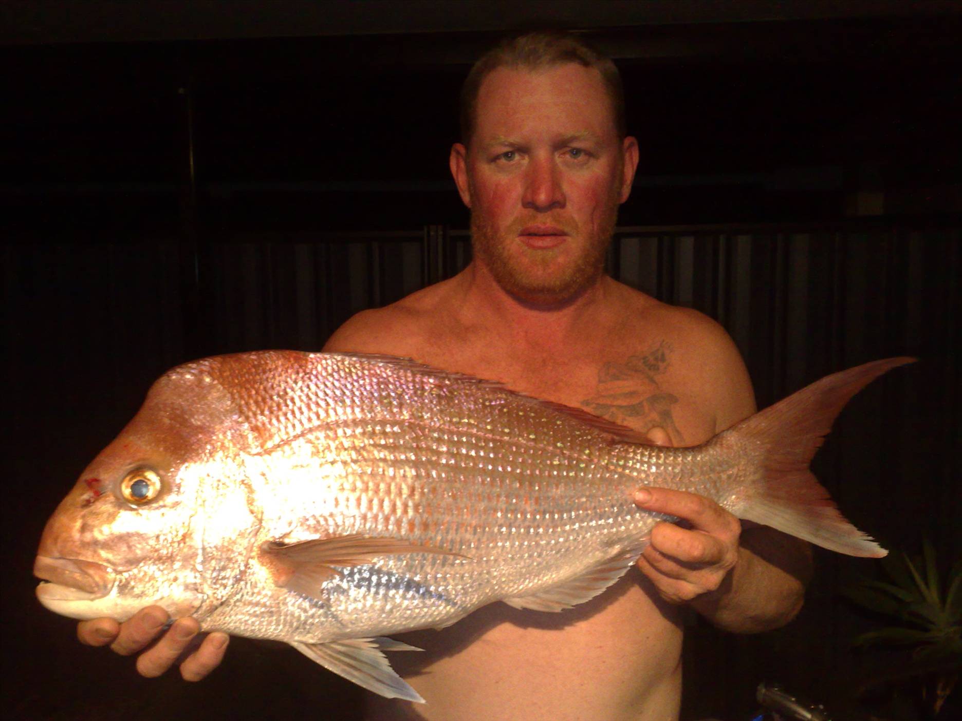 5.5kg snapper