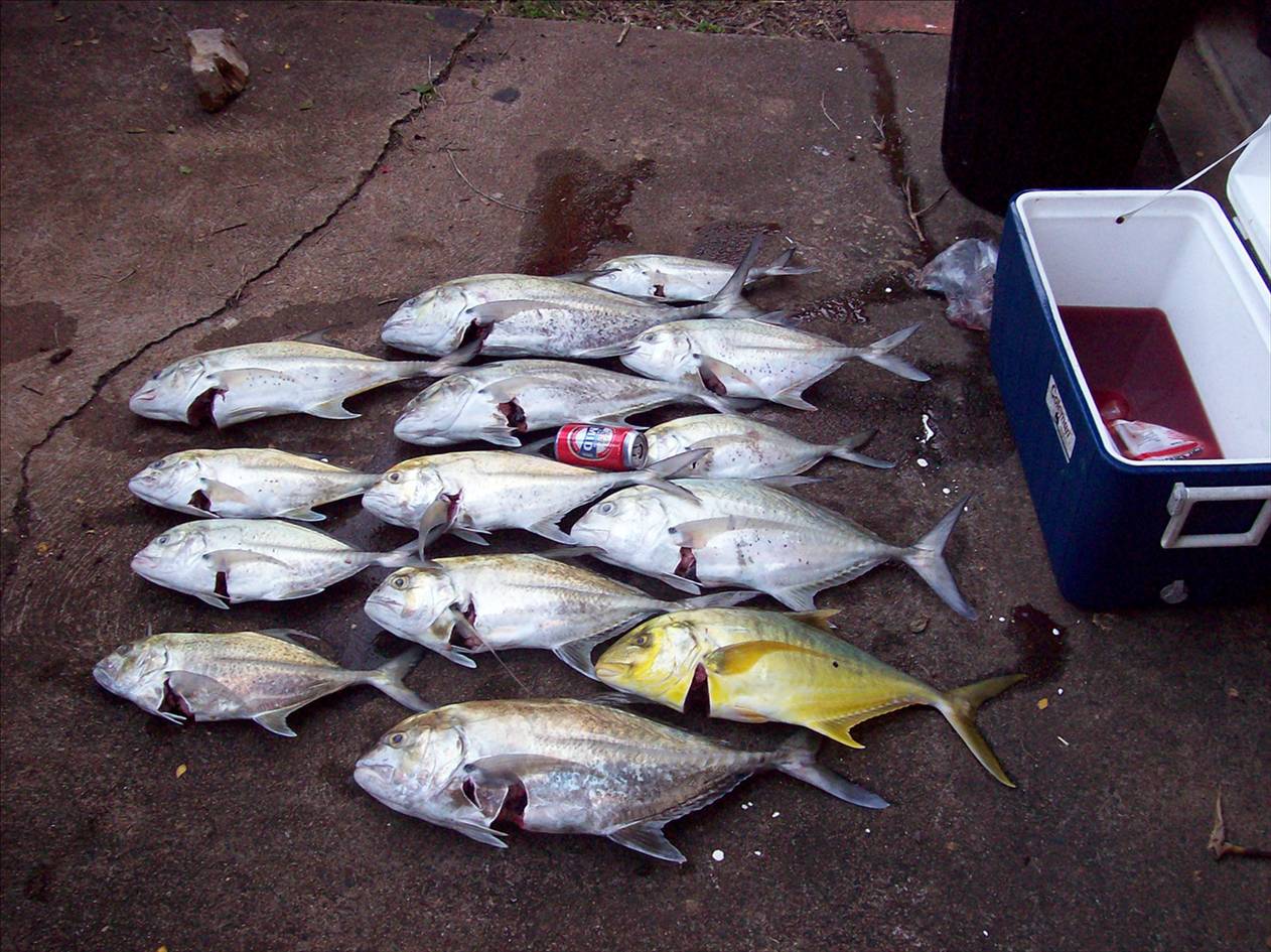 Show Day Travelly Masacre