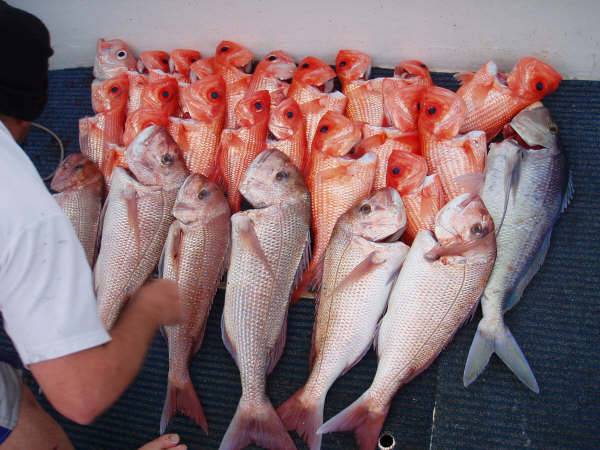 adams first adventure