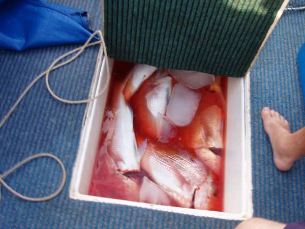 adams first adventure