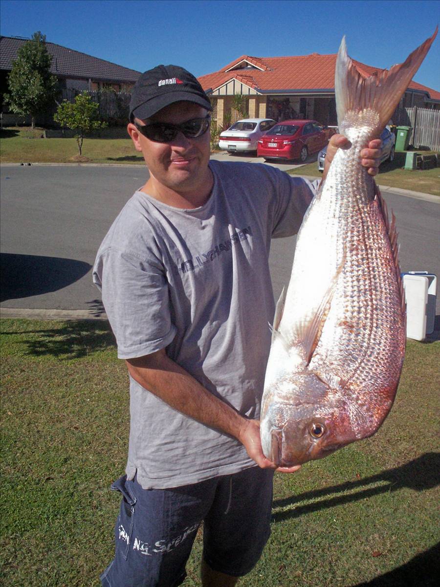 Snapper 3.5kg
