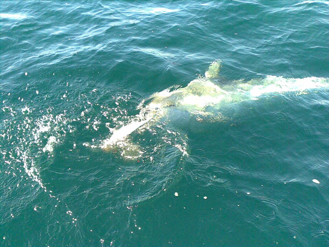 24 fathoms in a pursuit 550f