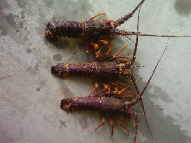 esperance great place to live!