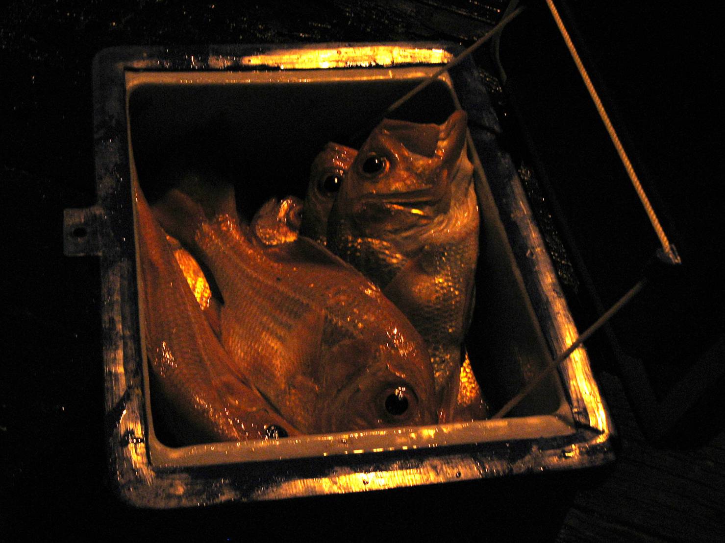 edsac nanny esky edited