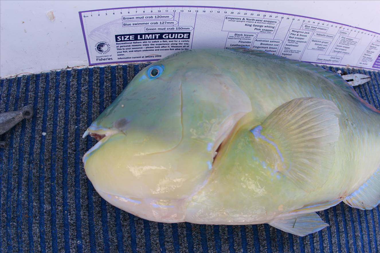 08-09-7 Exmouth Fishing 090