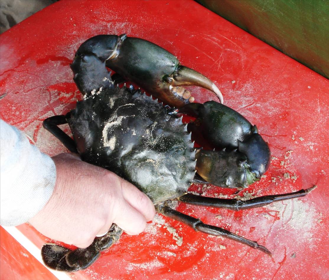 This is what you can get in July in sunny Queensland