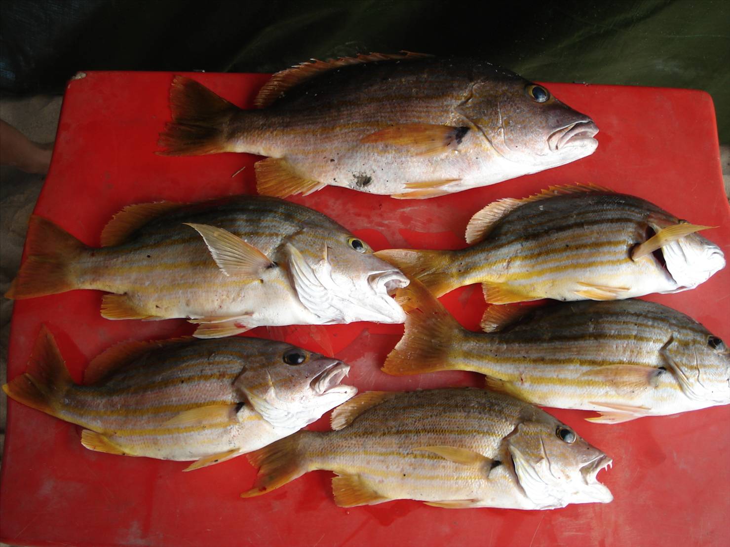 This is what you can get in July in sunny Queensland