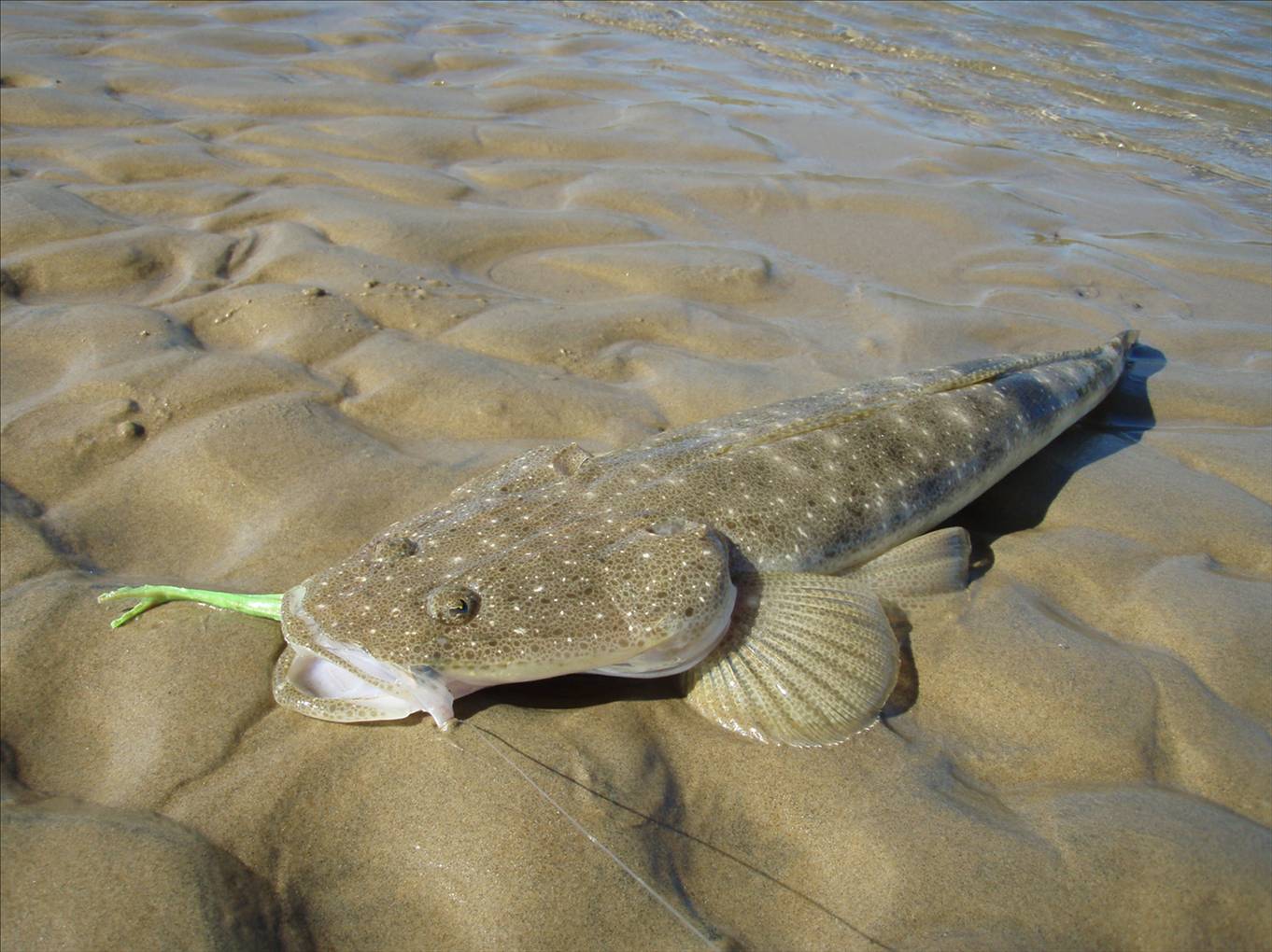 nice flatty on a plastic