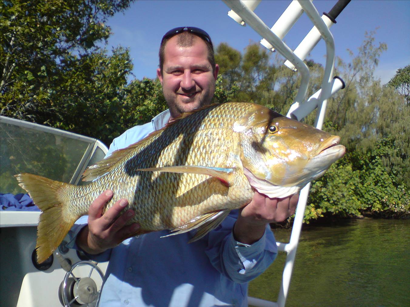 Spangled Emperor - caught on a floating pillie...