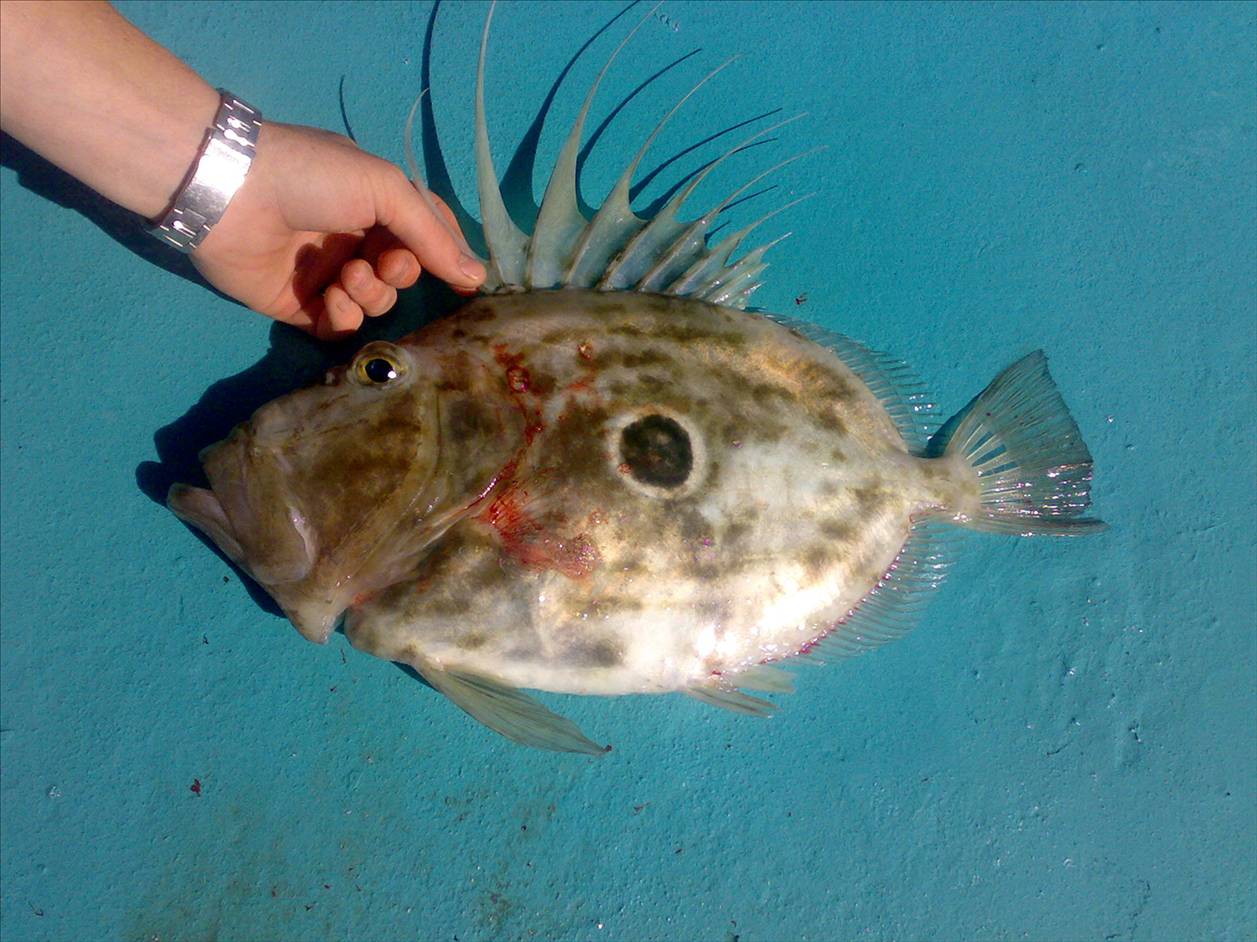john dory