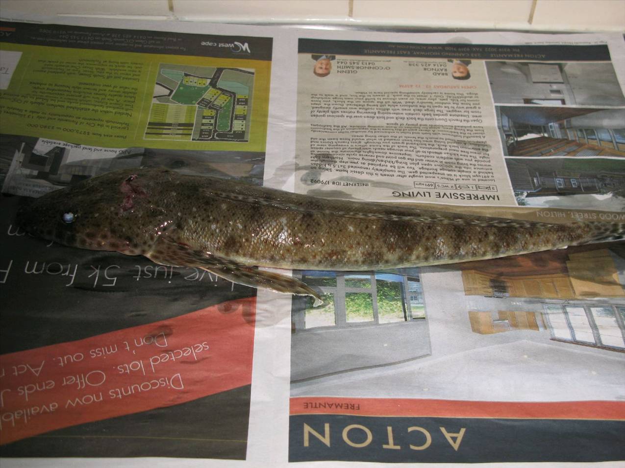 freo flathead---squidrage