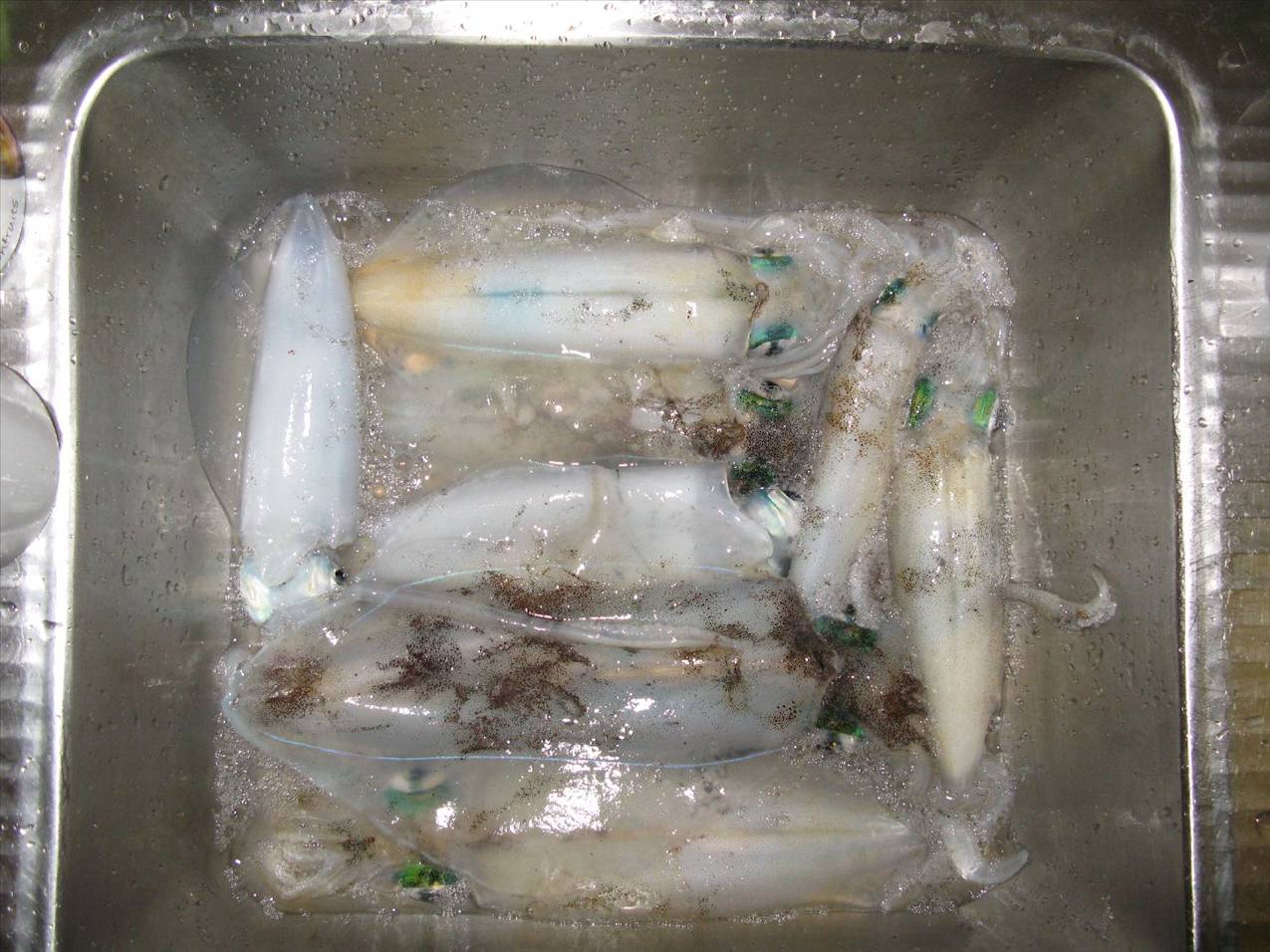 freo squid-squidrage