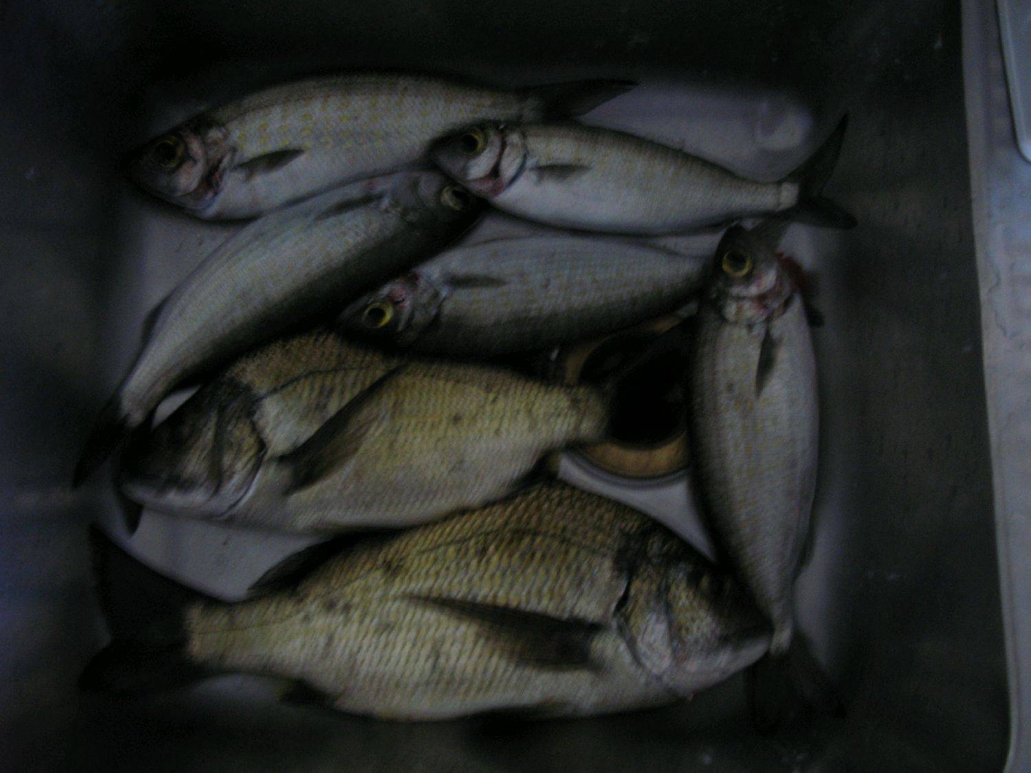 10.mins worth squidrage