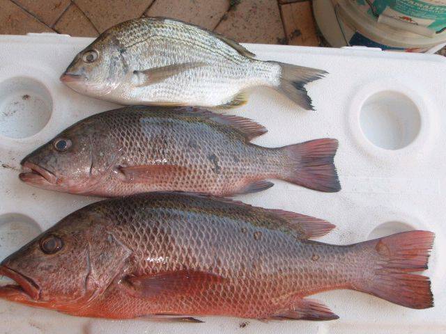 32cm Bream, 36cm & 50cm Jacks