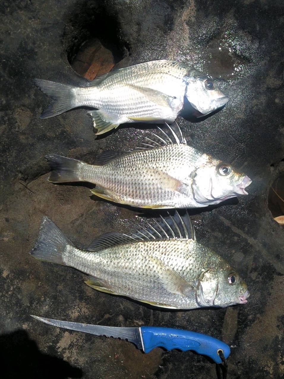 2 Grunters & 1 Bream