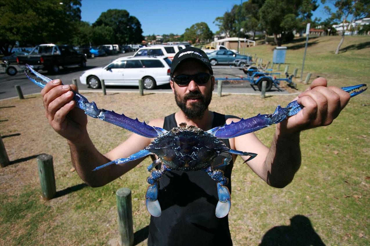 big blue 825 nipper 2 nipper