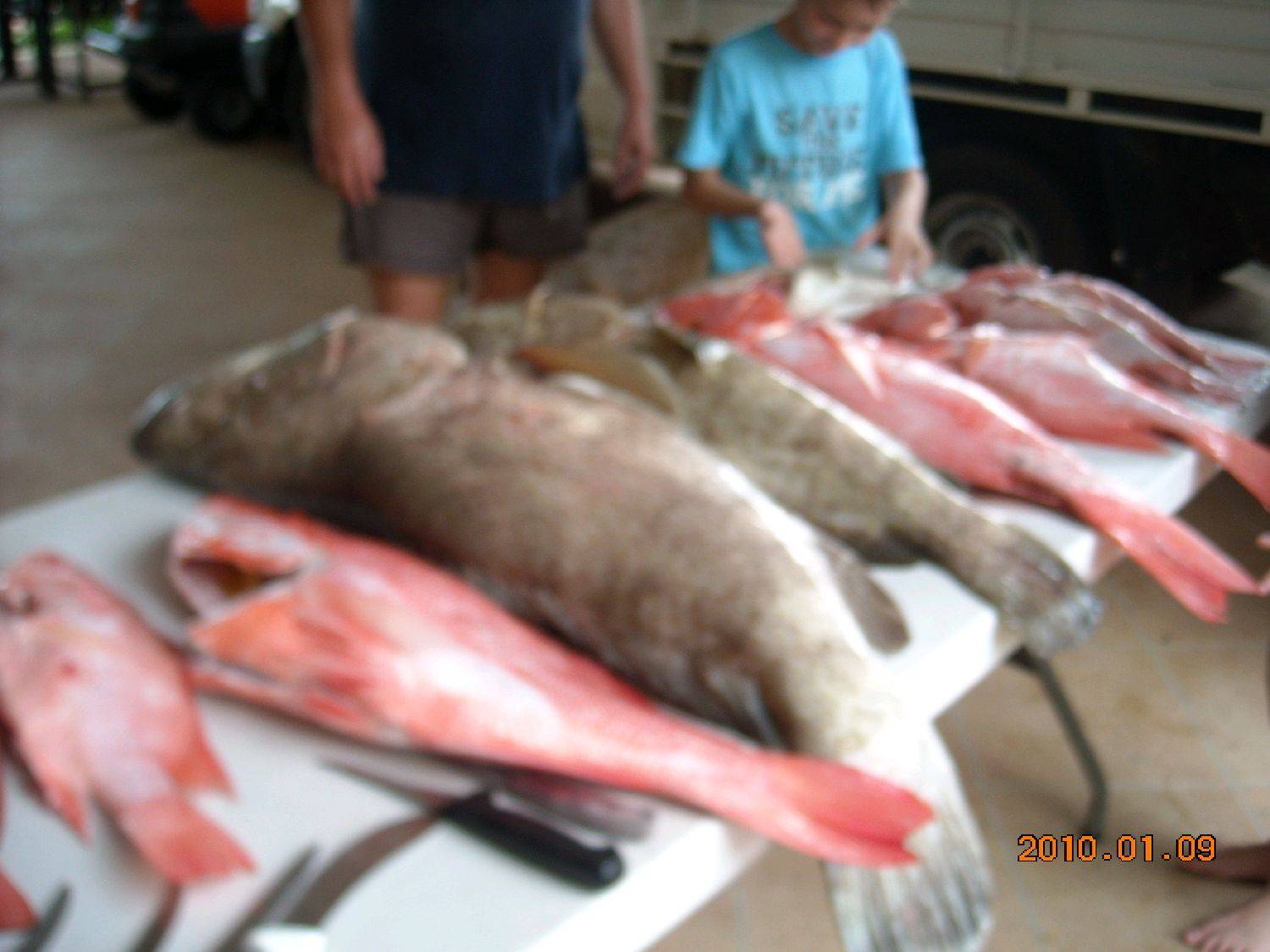 joe and friends out on undine reef north queensland