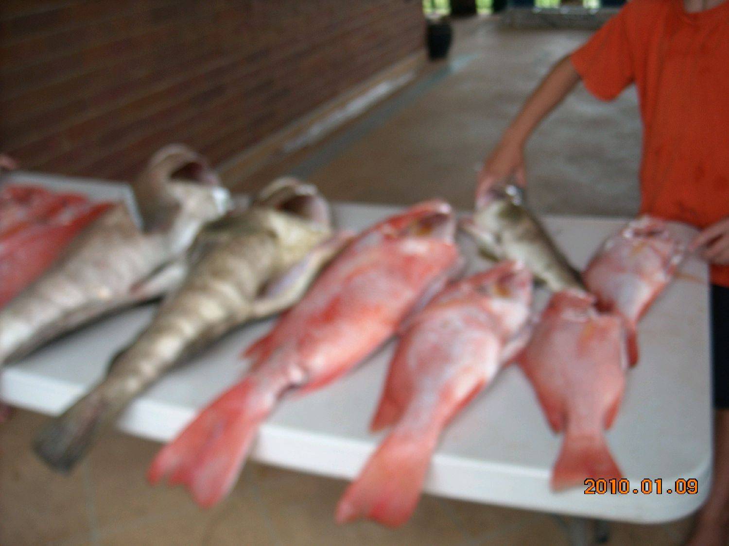 joe and friends out on undine reef north queensland