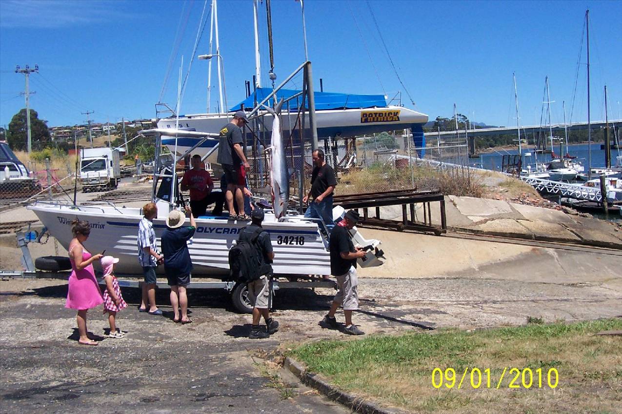 Tas shark comp we came third 71 -8 kg